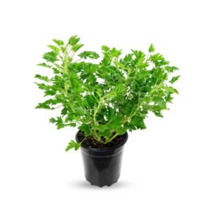 عطر